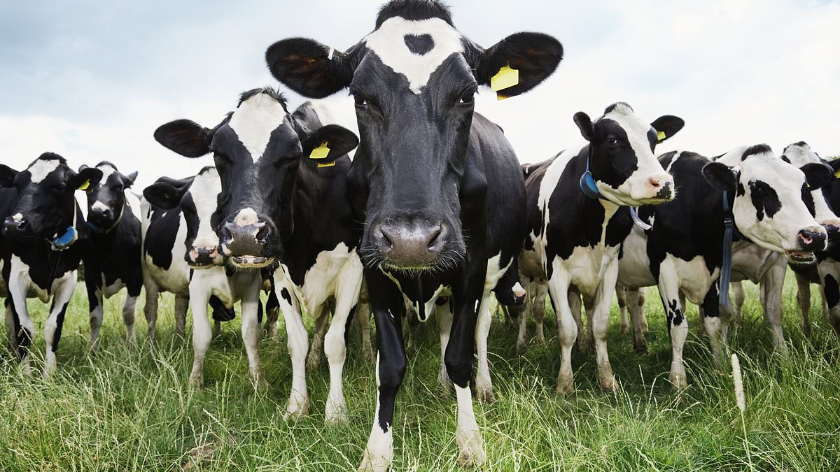 USDA Launches Testing of Ground Beef Supply for Avian Influenza: Steak Dinners and Burgers at Risk