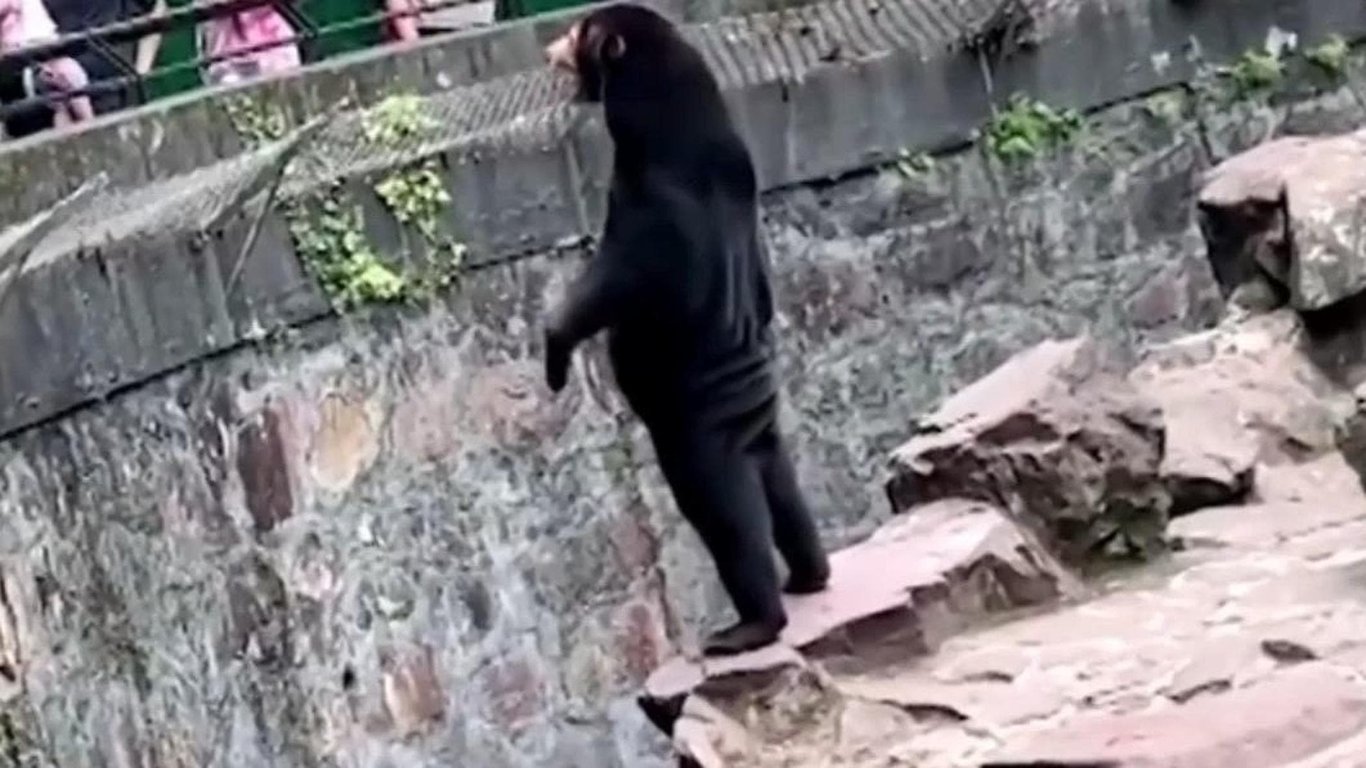 Cina, turisti si precipitano allo zoo per un video virale che mostrava un orso in piedi: era stato scambiato … – la Repubblica

Cina, turisti affollano lo zoo per un video virale che mostrava un orso in piedi: era stato scambiato … – la Repubblica