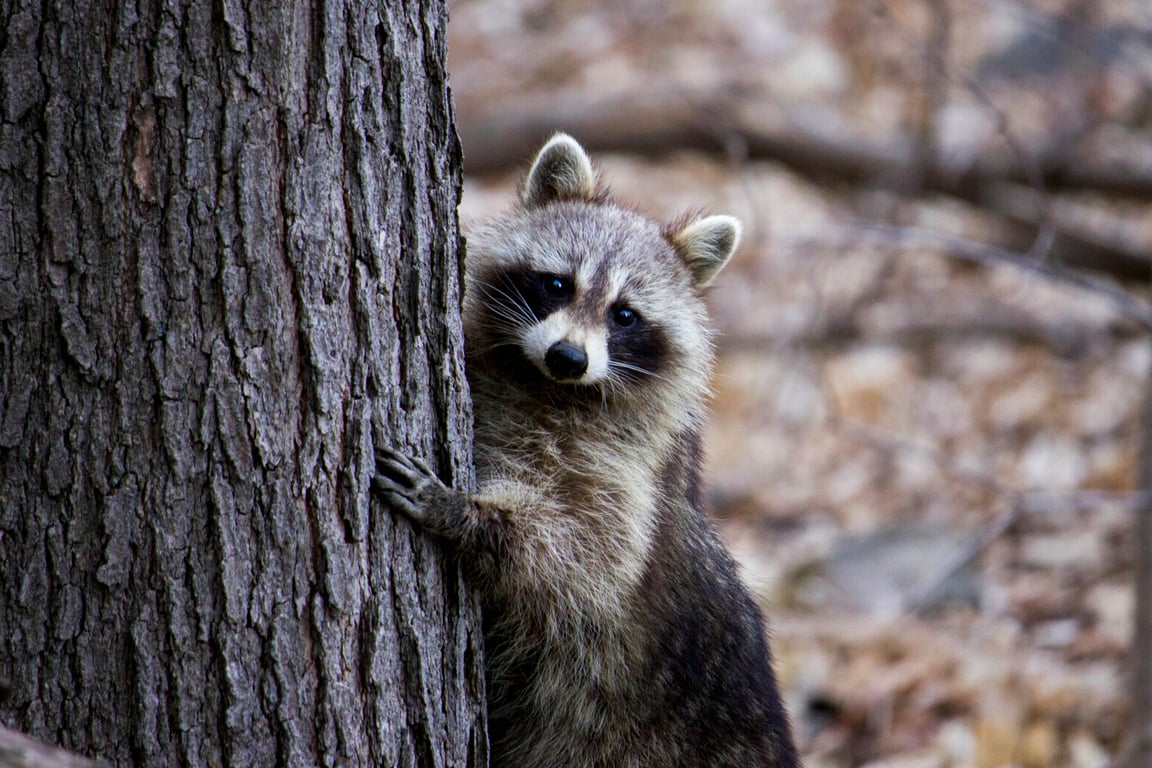 Rabid Raccoon Triggers Health Alert in Prince Georges County