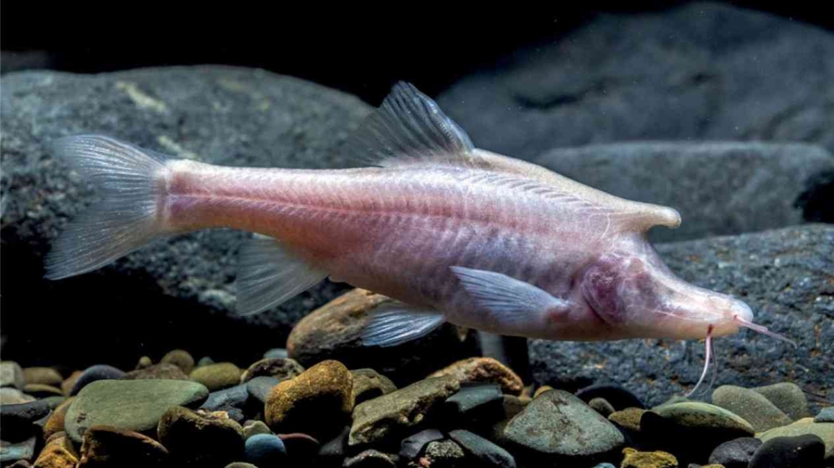 Sinocyclocheilus Longicornus: Spesies Ikan Bersirip Sinar yang Baru Ditemukan di Tiongkok – Manadopedia