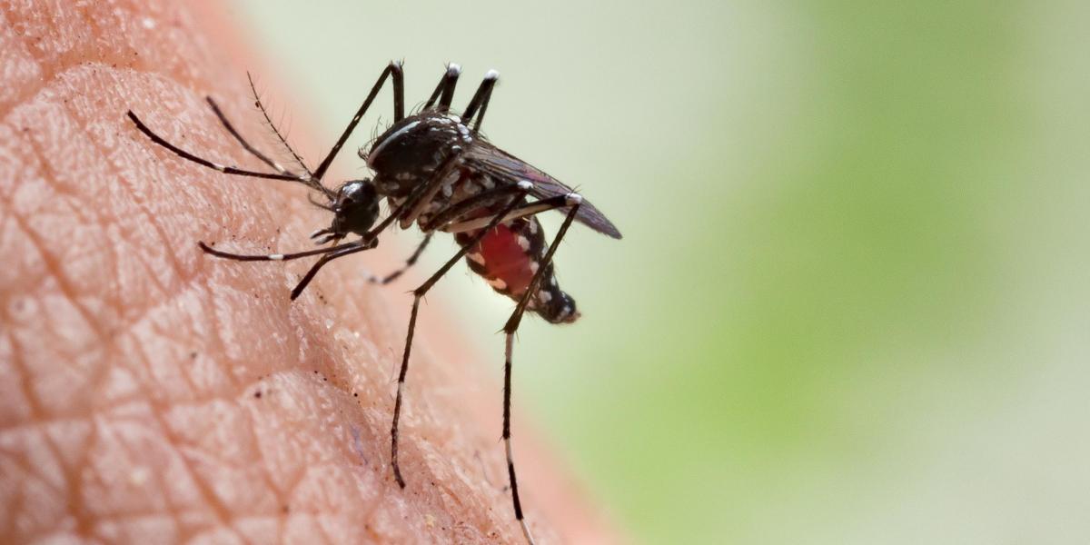 Photo of ¿Cansado de las picaduras de mosquitos? Prueba este jabón científicamente comprobado – Mr. Codigo