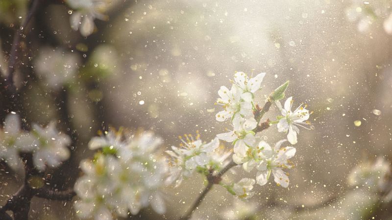 Best allergy products to help you survive this season, recommended by experts