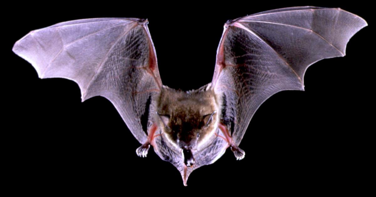 Photo of Rabies-Infected Bat in Unadilla Intrudes Residents Bedroom – The News Teller