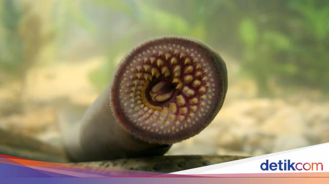 Fosil Ikan Karnivora yang Hidup 160 Juta Tahun Lalu Ditemukan di China – Bolamadura