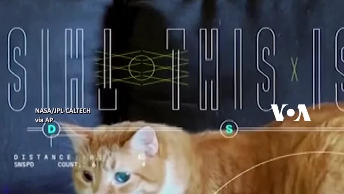 NASA Mengirim Video Kucing Oyen dari Antariksa – Bahasa Indonesia – Manadopedia