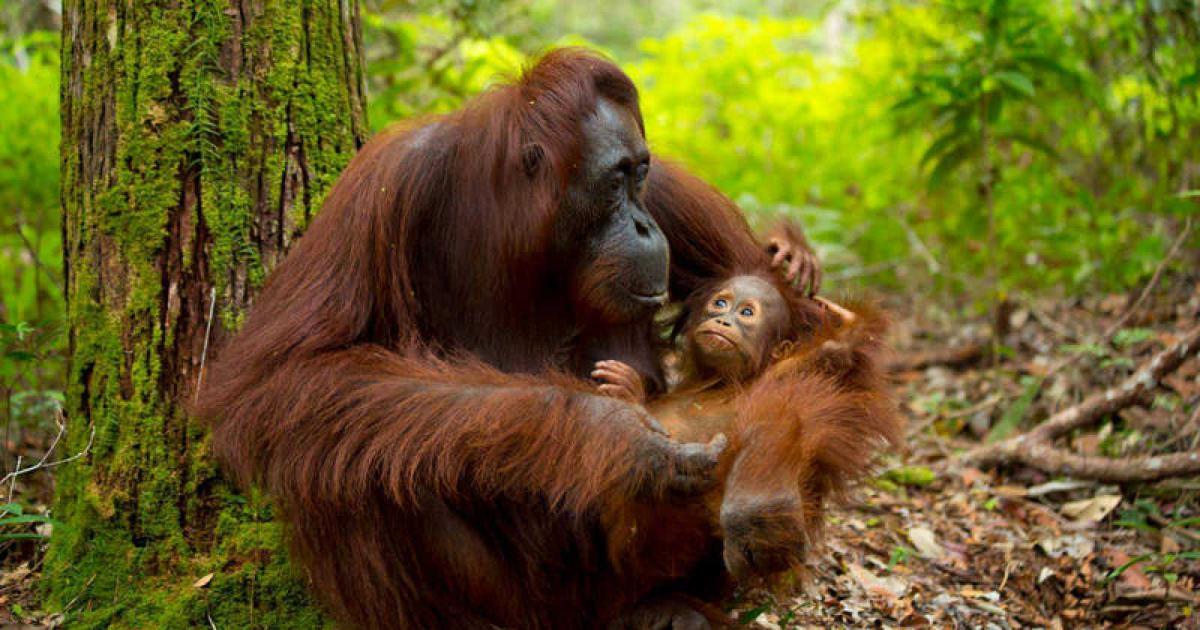 Nace un bebé orangután en un zoo del Reino Unido que podría desencadenar una nueva generación de la especie – Mr. Codigo