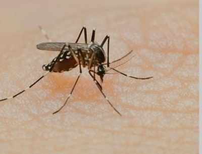 राजनीति गुरु – गोपालगंज में डेंगू से निपटने की आधी-अधूरी तैयारी, डेंगू के तीन प्रकार