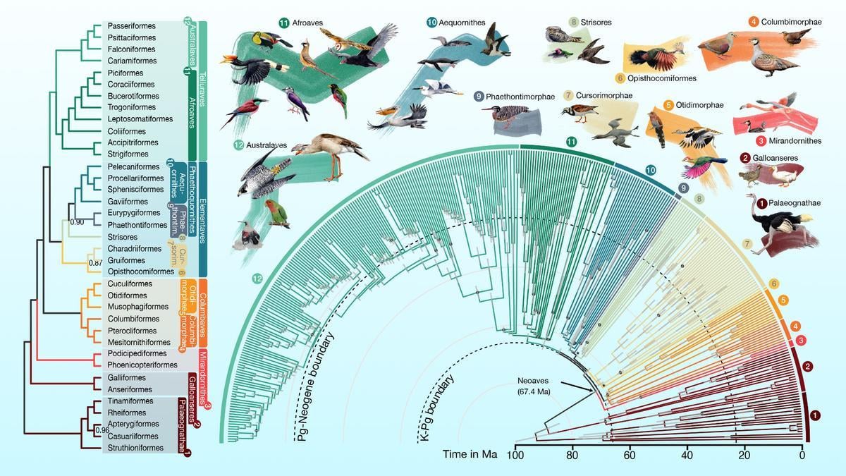 Crean el árbol genealógico de aves más detallado hasta el momento – América Deportiva