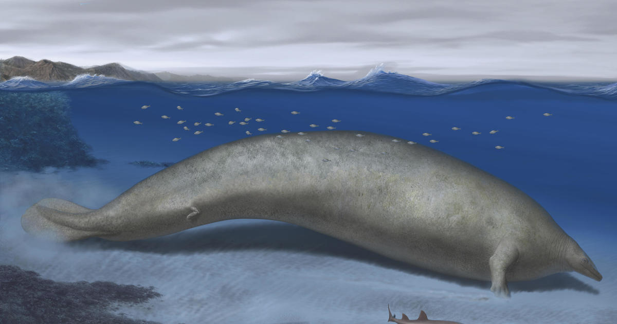 Newly Discovered Whale from 40 Million Years Ago Could Potentially Be the Heaviest Animal Ever, Experts Claim