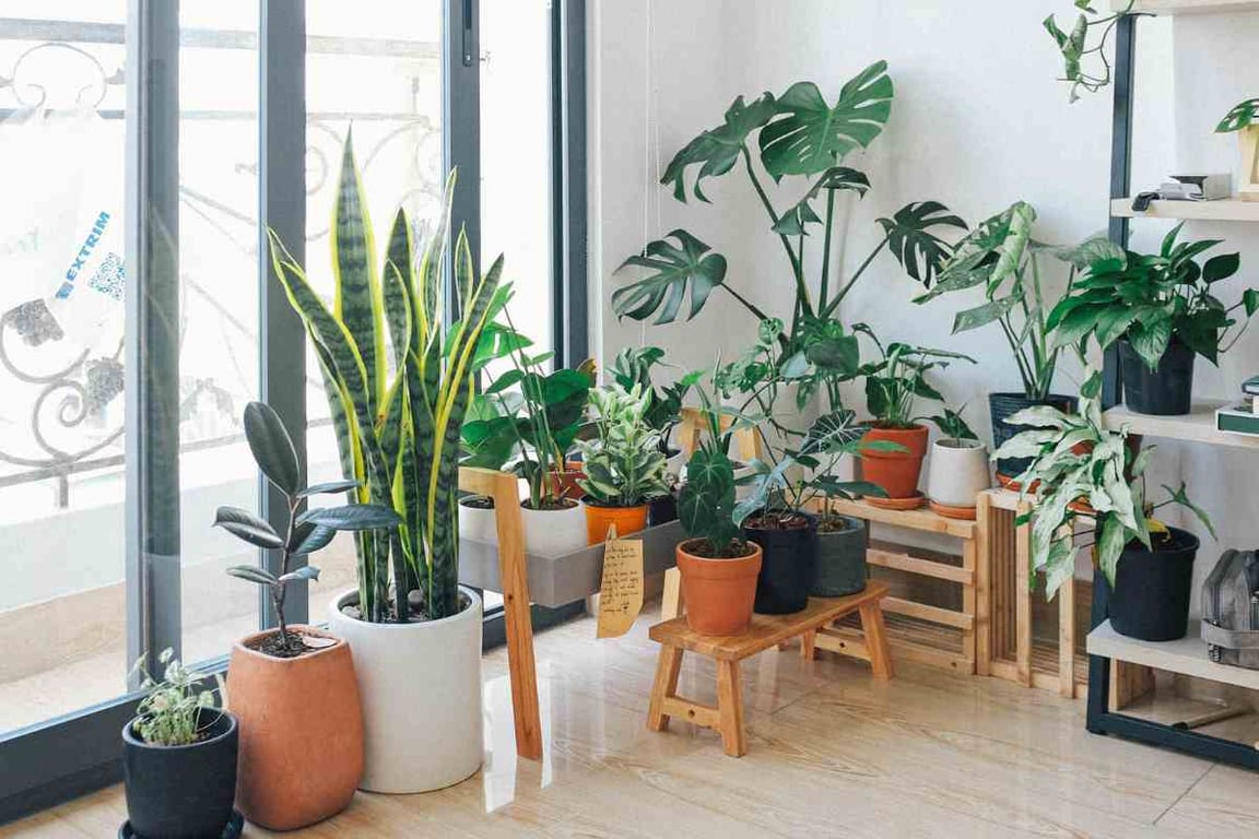 Cè una stanza nella tua casa in cui le piante non moriranno mai: qui crescono 5 volte più velocemente – Buzznews