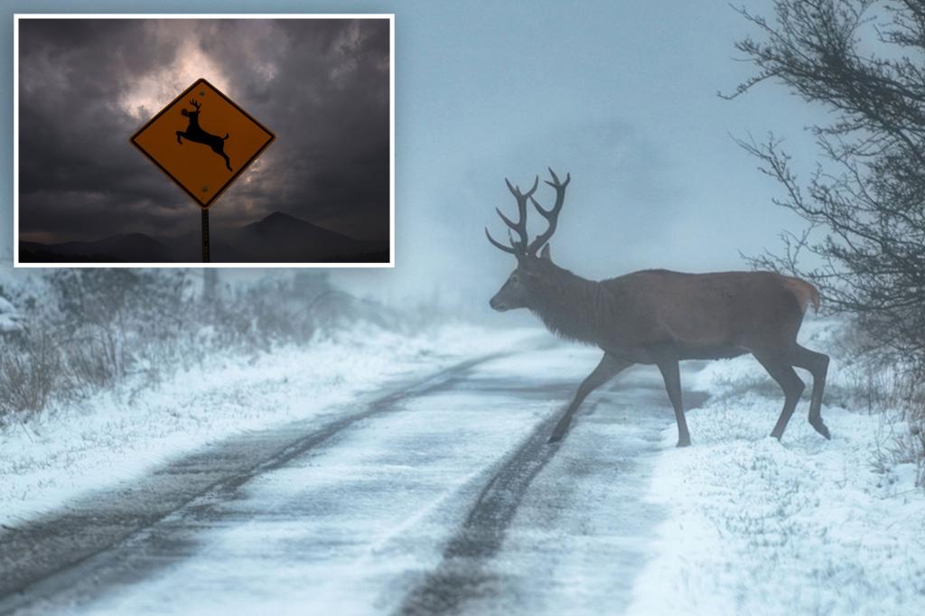 Scientists Express Concerns as Zombie Deer Disease Raises Possible Spread to Humans