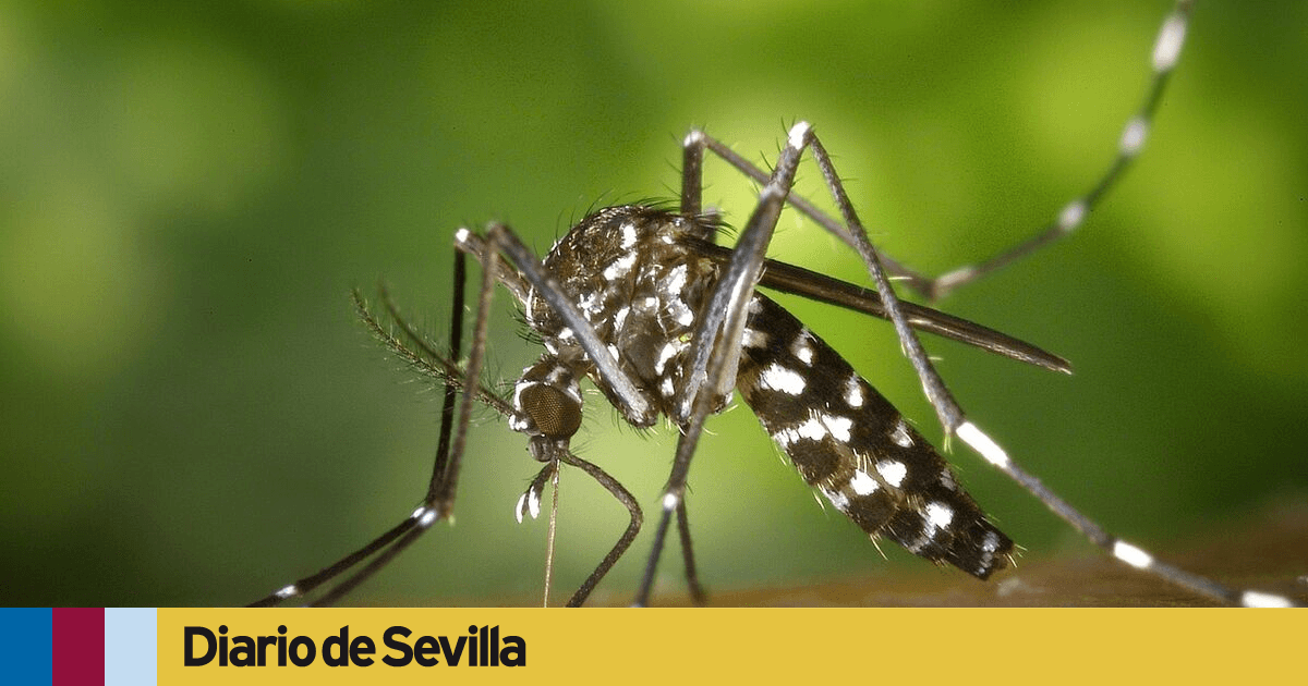Mosquitos peligrosos: cómo identificarlos y prevenir sus picaduras – Radio Centro