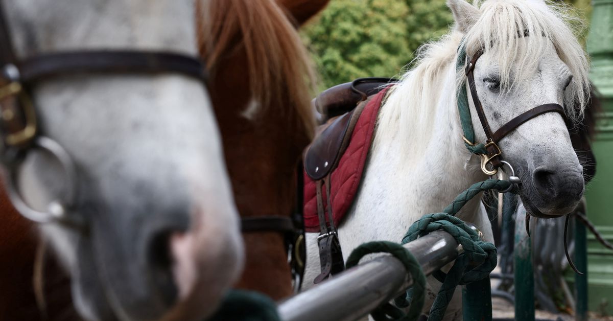 Paris Implements Ban on Pony Rides for Children in Response to Animal Rights Campaign