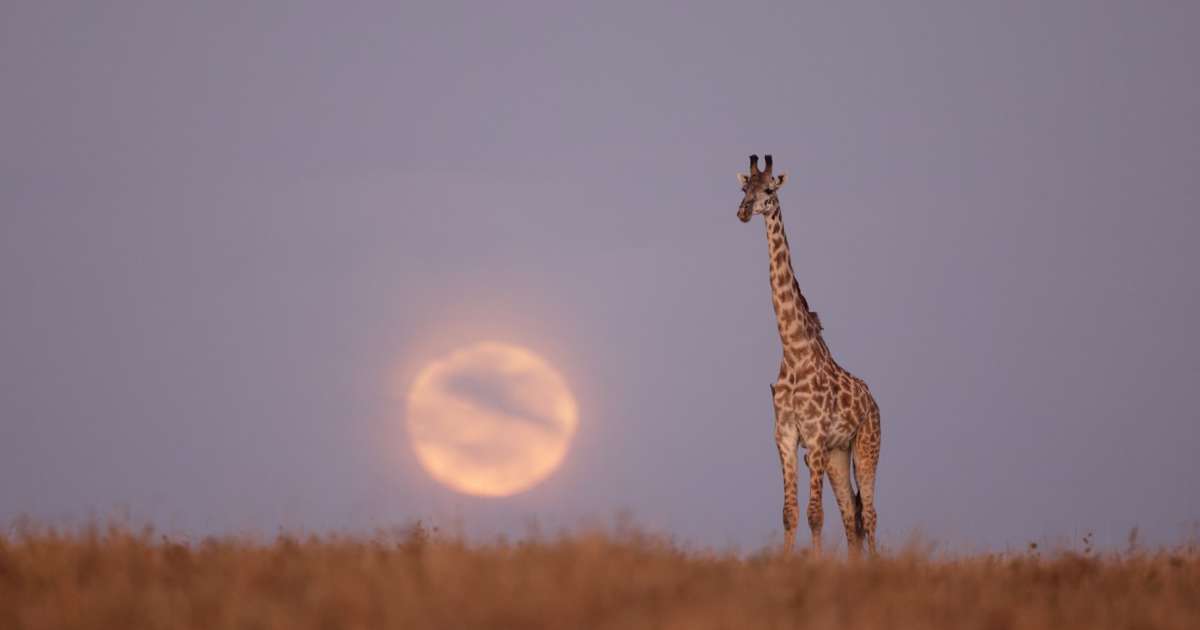 América Deportiva – Desmontando una fotografía: La jirafa y la luna