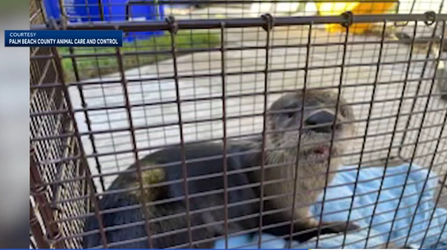 Florida Man Attacked by Rabid Otter, Suffers 41 Bites – The Daily Guardian