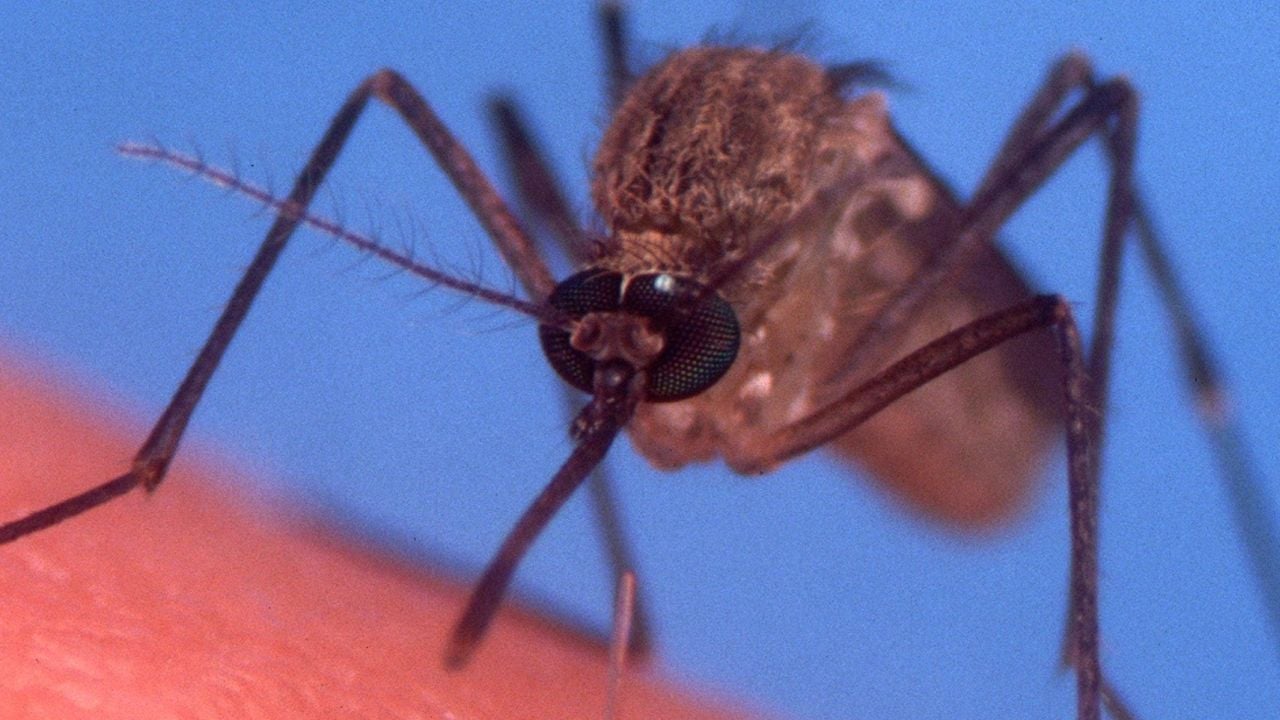 Photo of Jamestown Canyon virus detected in Suffolk mosquito for the first time in 2022