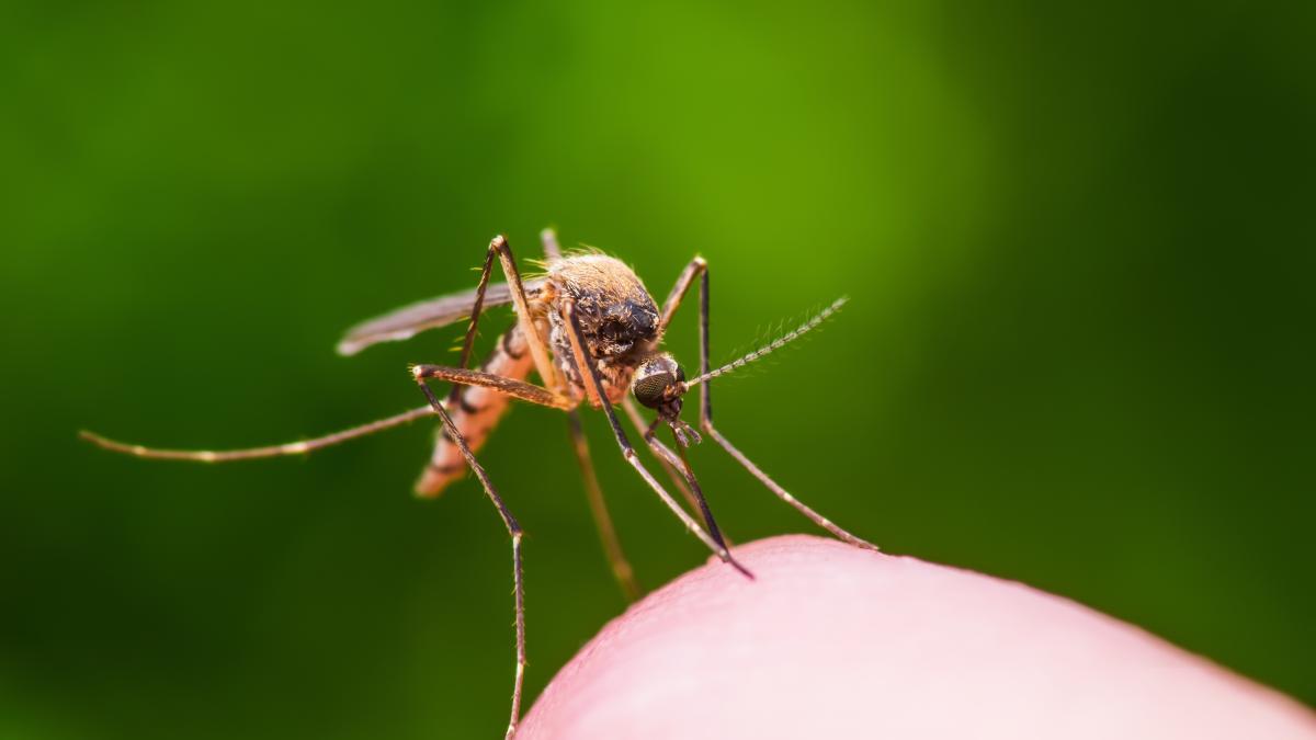 Malaria: cause, prevenzione e sintomi da non sottovalutare – Hamelin Prog