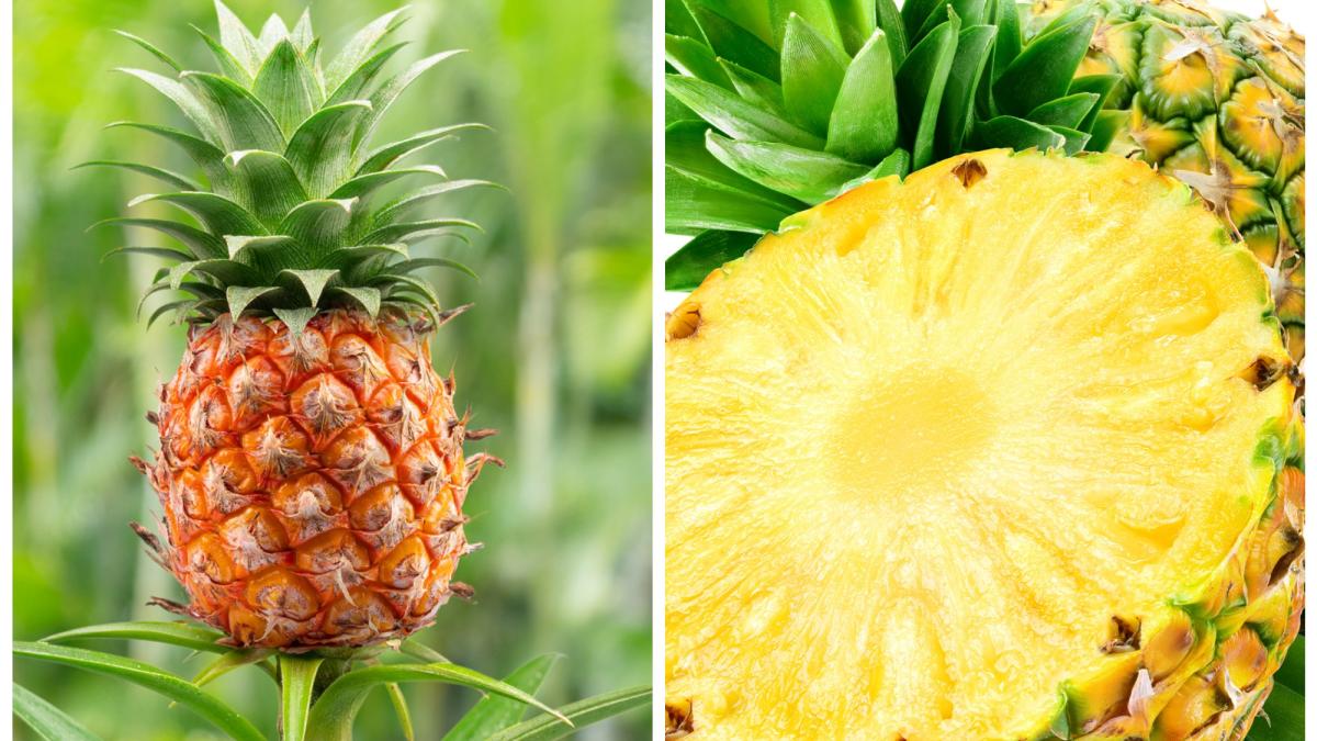 Ananas: un tuffo esotico nei benefici per la salute – SDI Online