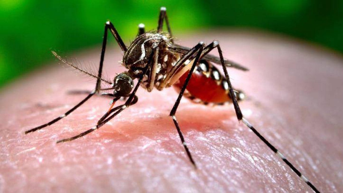 Maryland resident tests positive for locally acquired malaria strain in Dodo Finance