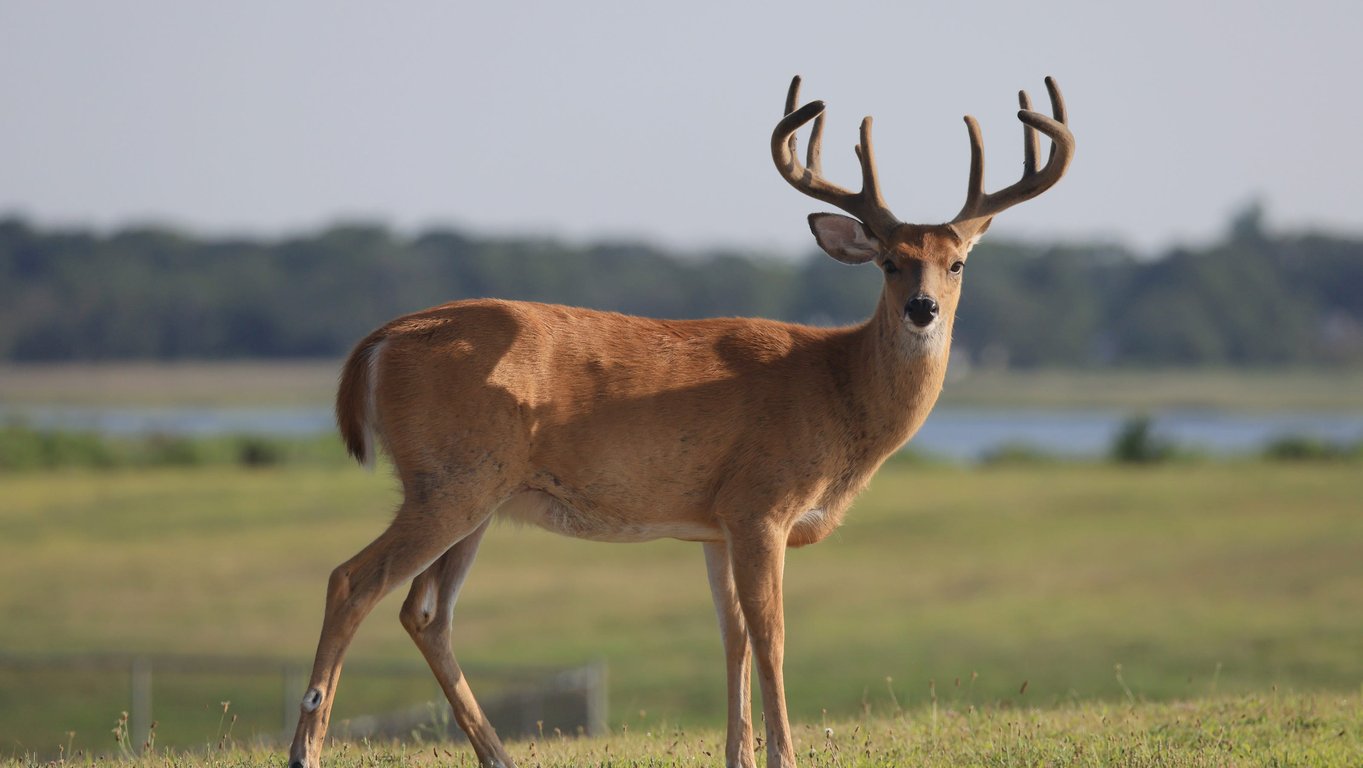 Photo of Zombie Deer Disease Spreading Across the US: A Guide to CWD – The News Teller