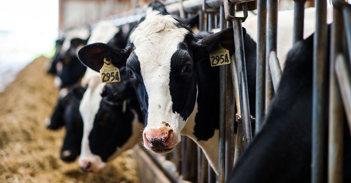 Virus Alert: Bird Flu Spreads to Cows in Multiple States