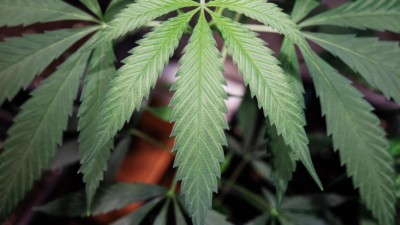 Si riducono le possibilità di acquistare la cannabis light: lolio al CBD potrà essere venduto solo in farmacia – SDI Online