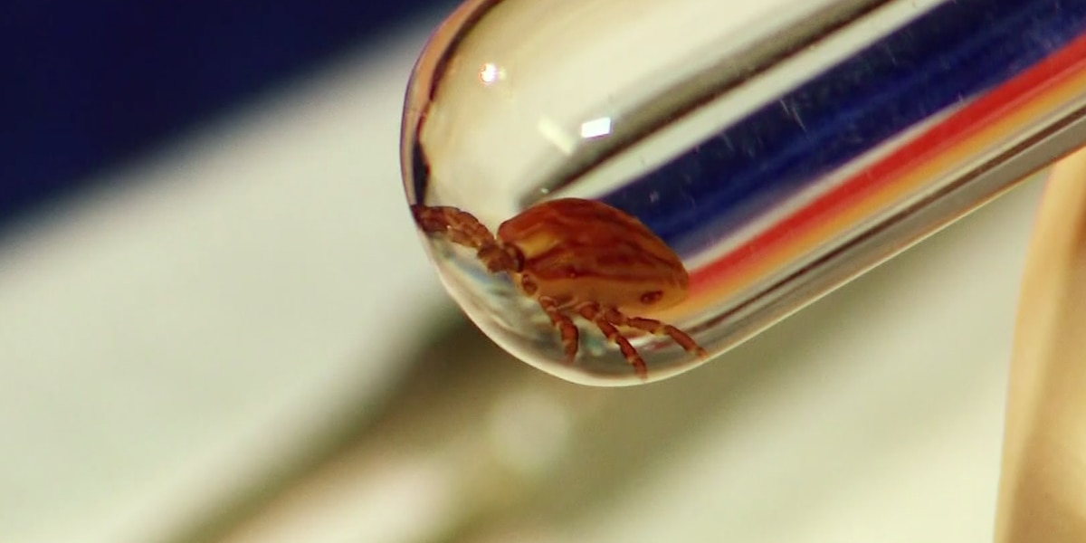 Tick BiteInduced Allergies on the Rise, with Assistance Provided by an