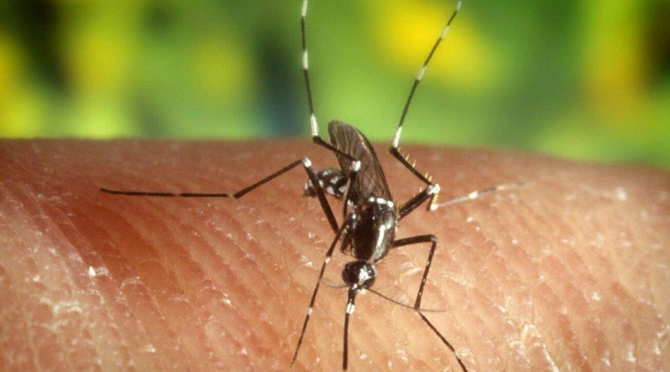Record di caldo, Società medicina ambientale: Zanzare fino a Natale, rischio febbre gialla e altre malattie – SDI Online