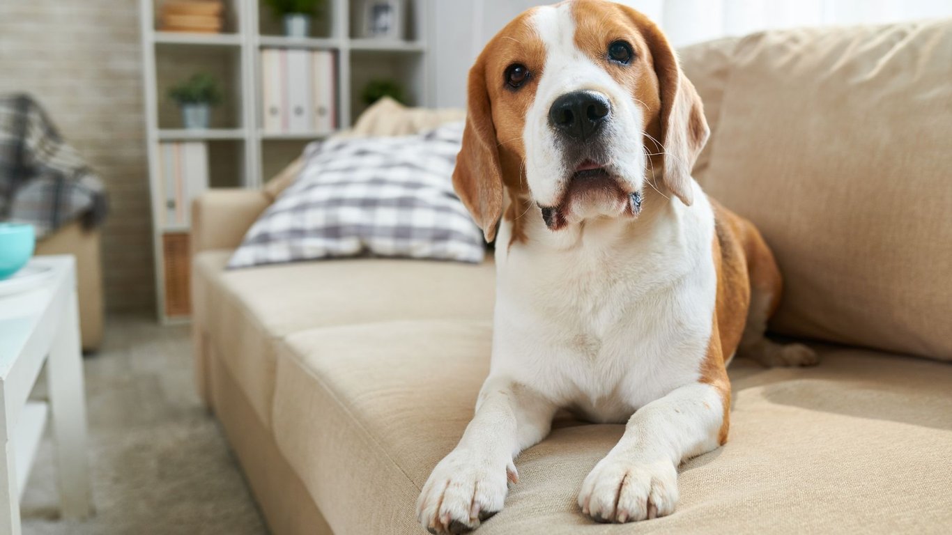 La ciencia revela los beneficios de convivir con un perro: es el impulso que necesitabas