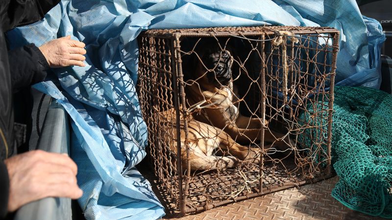 South Korea Passes Bill to Ban Eating Dog Meat: Dodo Finance Reports on Ending Controversial Practice Amid Changing Consumer Habits