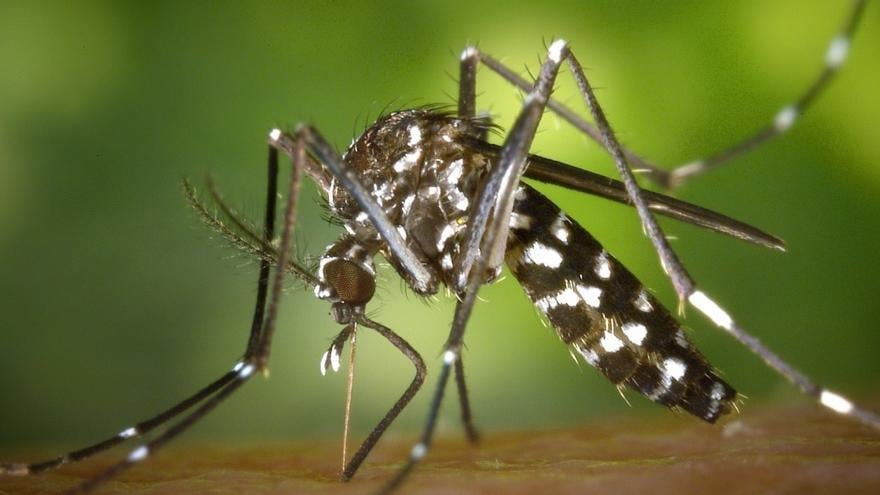 Photo of Notificados 8 casos importados de dengue y 4 de paludismo este año en Navarra – Oncenoticias