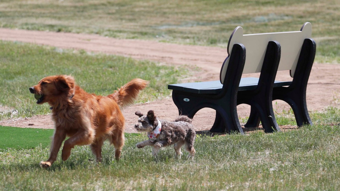 Map Reveals Widespread Mystery Dog Respiratory Illness in 14 US States