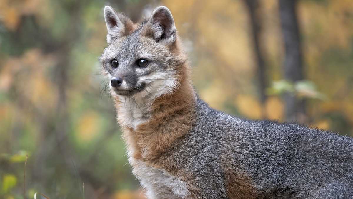 Update: Child Bitten by Potentially Rabid Fox in Essex County, NY