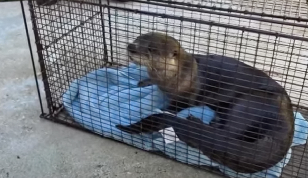 Photo of Rabid Otter Attacks Man and Dog in Jupiter, Florida