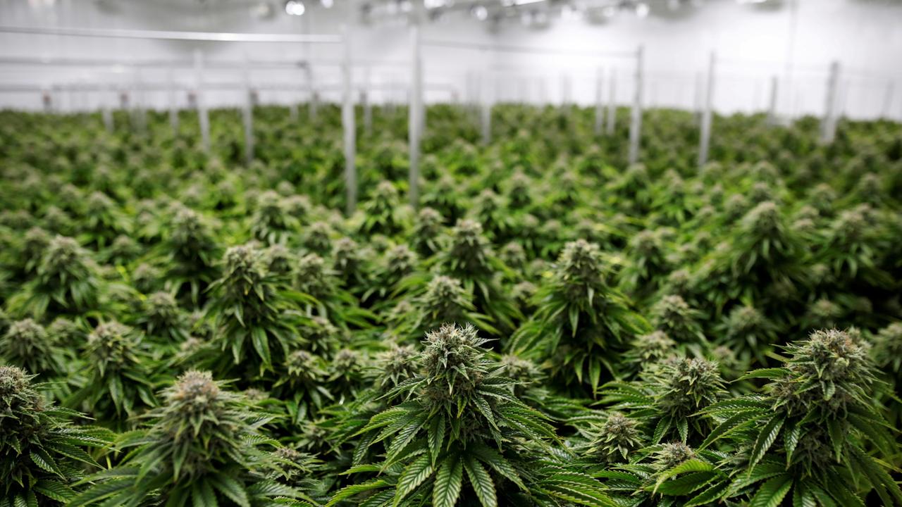 So soll Cannabis legalisiert werden | buzznice.com