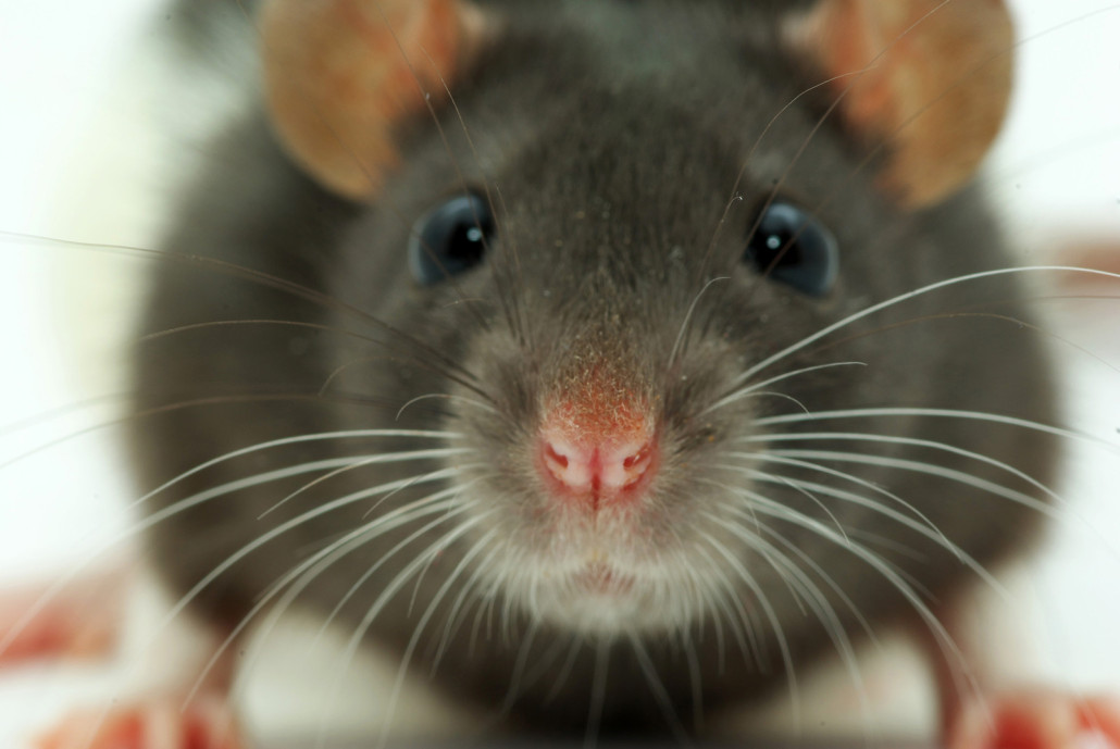 लेप्टोस्पिरोसिस: चूहों की वजह से अमेरिका में बढ़ रहा है ये घातक बीमारी, भारत पहले ही हो चुका है इसका शिकार- Rajneeti Guru