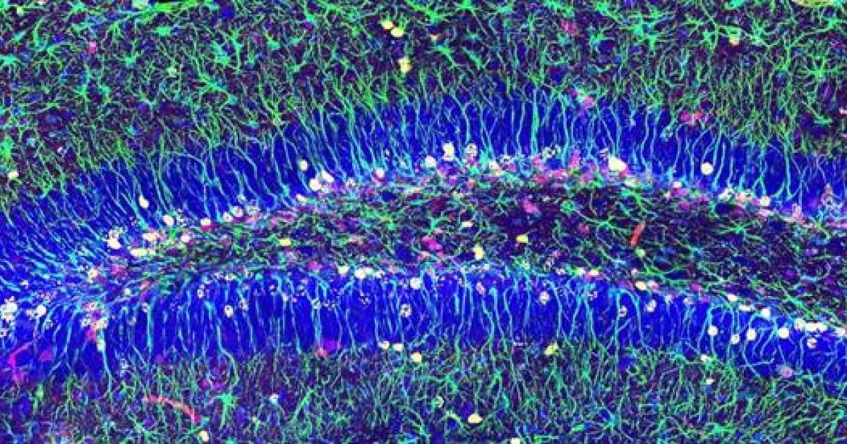 Encuentran el mecanismo para garantizar la reserva de células madre para generar neuronas en la edad adulta