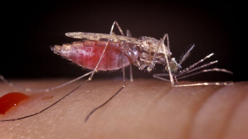 African Scientist Makes Breakthrough in Malaria Eradication by Editing Mosquito DNA – The Daily Guardia