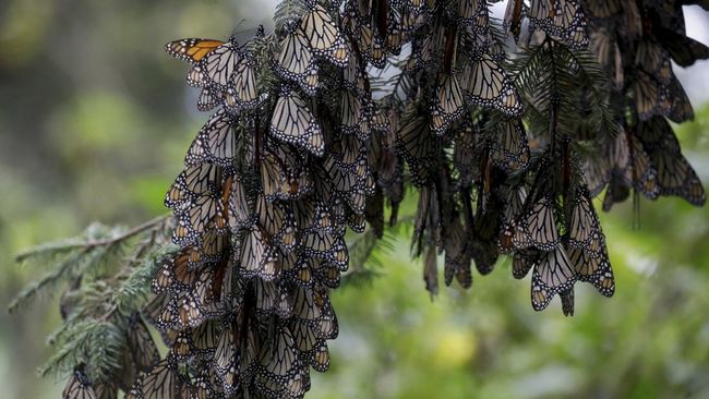 FOTO: Migrasi Kupu-kupu Raja ke Meksiko Agar Tidak Kedinginan – Manadopedia