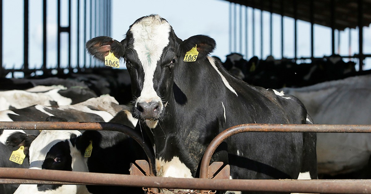 Two Potential Bird Flu Vaccines Could be Available Within Weeks, If Needed