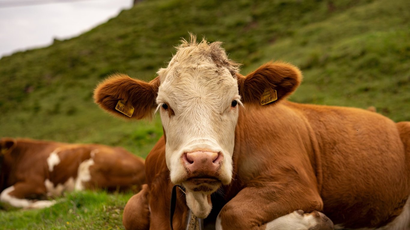 Encuentran gripe aviar en la leche de vaca – Vinoturismorioja
