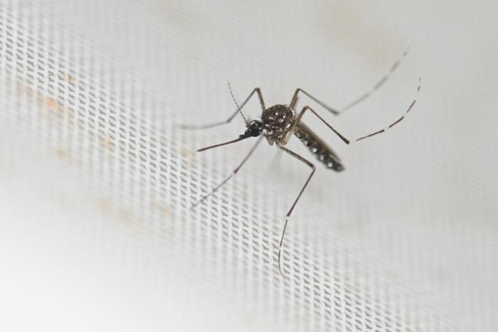 La peggiore epidemia di dengue nella storia dellAmerica