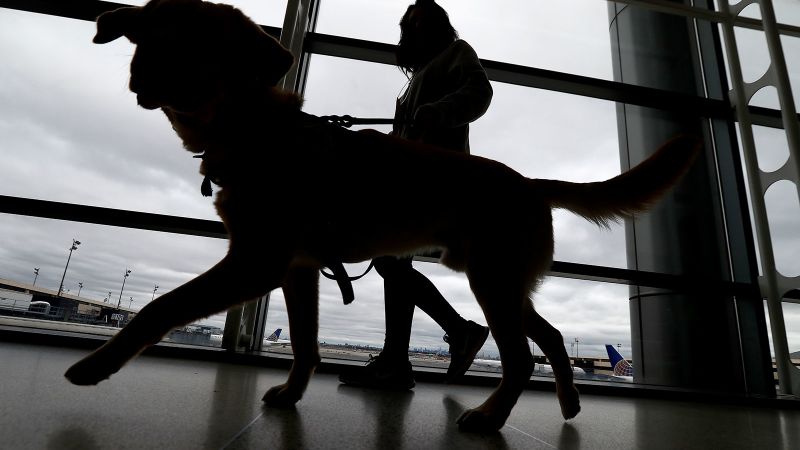 New Rules Launched by CDC to Prevent Rabies in Bringing Dogs into the US