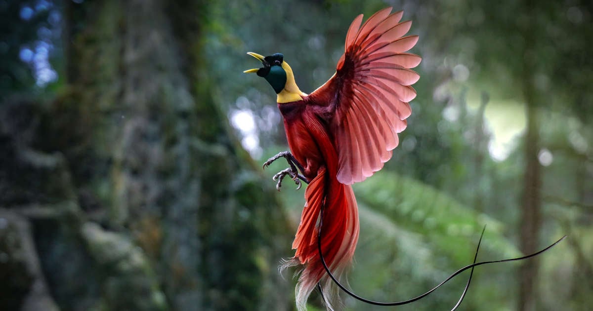 Nuevo descubrimiento revela un árbol genealógico actualizado para todas las aves – Oncenoticias