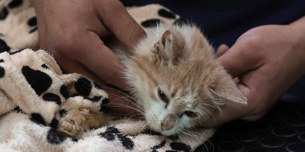 Muertes inusuales de gatos infectados por la gripe aviar en Polonia: Notificación a la OMS