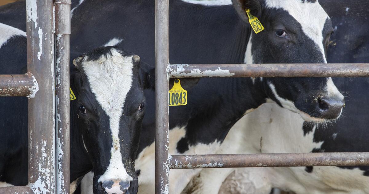California Dairies on High Alert as Bird Flu Threat Emerges