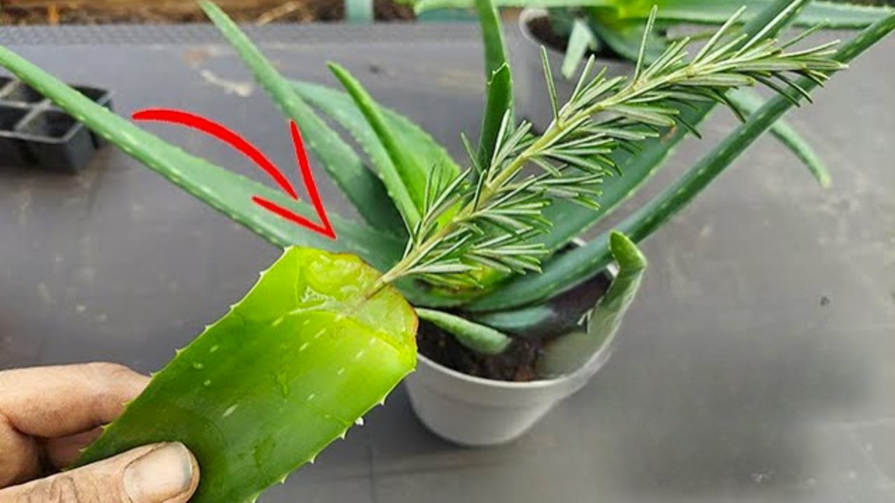 Aloe e rosmarino: perché devi usarli sempre insieme – Hamelin Prog