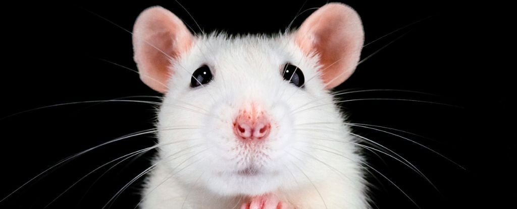 Rejuvenation of Old Mice through Connection with Young Mice – Bio Prep Watch