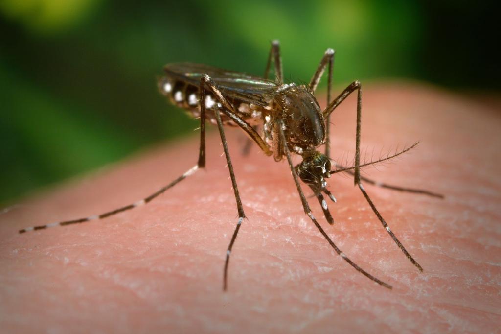 Florida Officials Raise Concerns about Dengue Fever Surge – Bio Prep Watch
