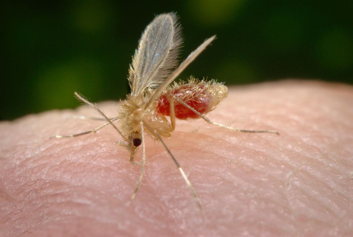 América Deportiva: Un teléfono, inteligencia artificial y una pastilla para avanzar en la cura de la leishmaniasis visceral